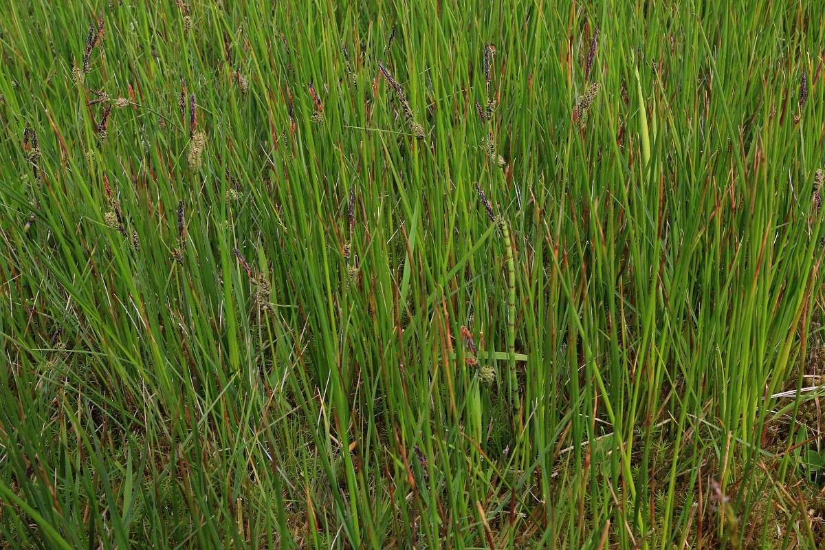 carex-nigra-common-sedge